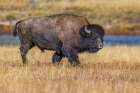 Bison along Fairy Creek in Yellowstone National Park. Art Print